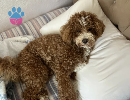 Oğluma eş arıyoruz