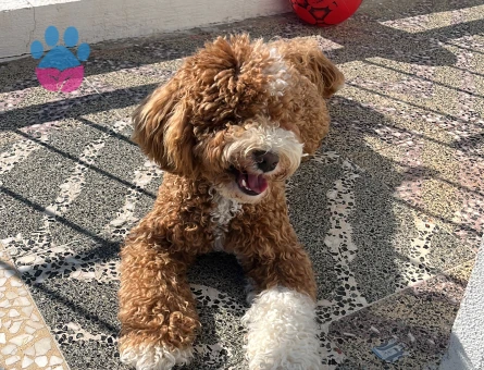 Oğluma eş arıyoruz