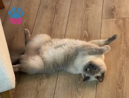 British Shorthair Blue Point Dişi