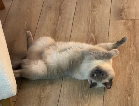 British Shorthair Blue Point Dişi - 118982808