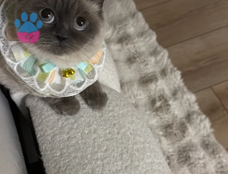 British Shorthair Blue Point Dişi
