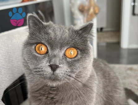 British Shorthair Güzeller Güzeli Kızıma Eş Arıyorum