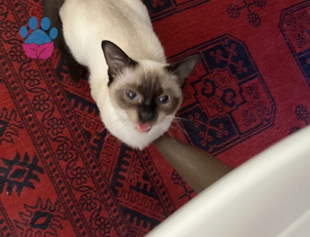 Siyam Kedime Eş Arıyorum