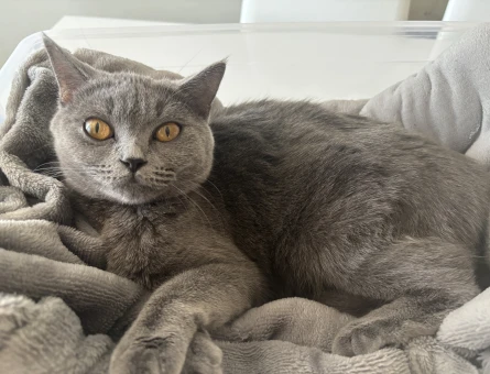 British Shorthair 1 Yaşında Eş Arıyorum - 118982817