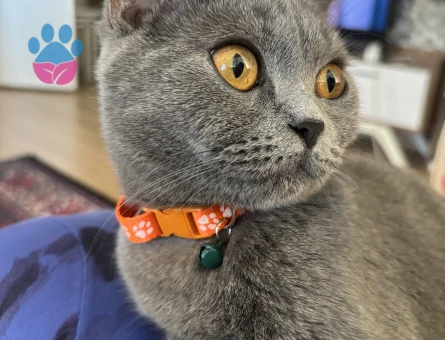 British Shorthair 1 Yaşında Eş Arıyorum