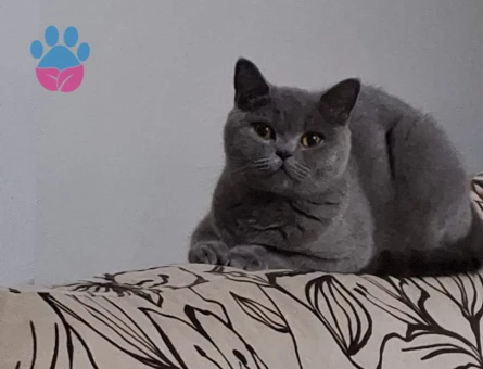 British Longhair Kedim Eş Arıyor