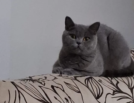 British Longhair Kedim Eş Arıyor - 118982819