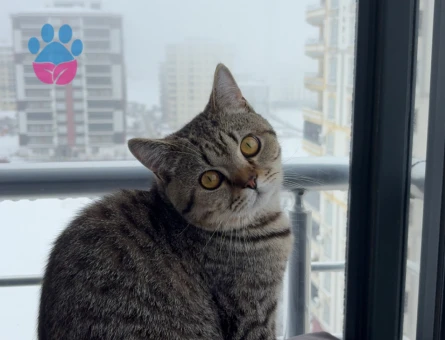 British Longhair Kedim Eş Arıyor