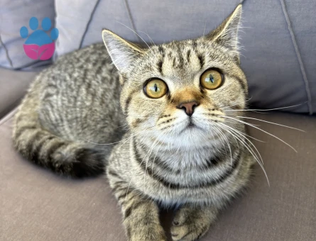 British Longhair Kedim Eş Arıyor
