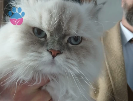 Anne baba şecereli brithis kızımıza eş arıyoruz,