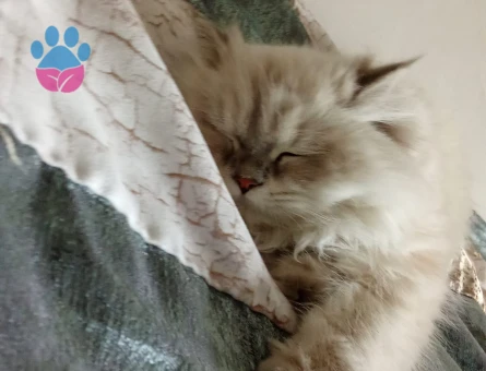 Anne baba şecereli brithis kızımıza eş arıyoruz,