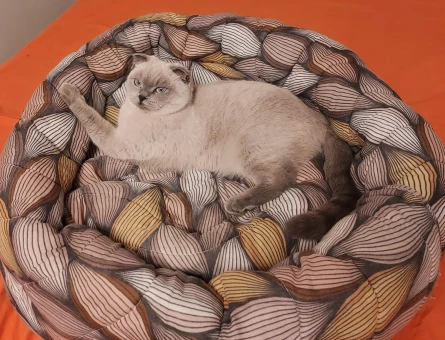 Scottish Fold Kızıma Eş Arıyorum - 118982821
