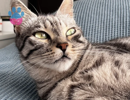 Tekir Kedime Eş Arıyorum 2 Yaşında