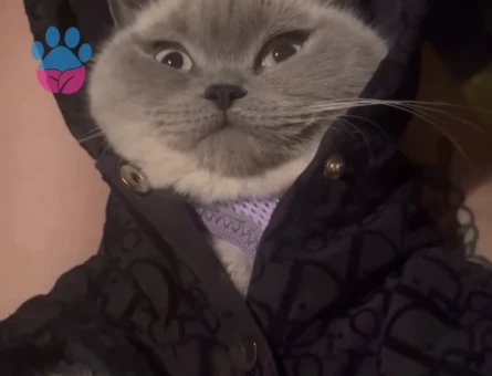 Erkek kedi arıyorum