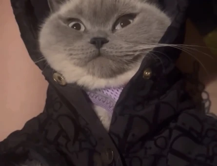 Erkek kedi arıyorum - 118982823