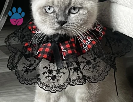 Erkek kedi arıyorum