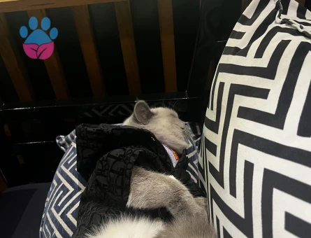 Erkek kedi arıyorum