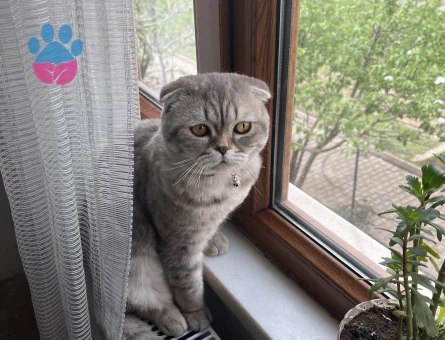 British Shorthair Mızmız Eş Arıyor