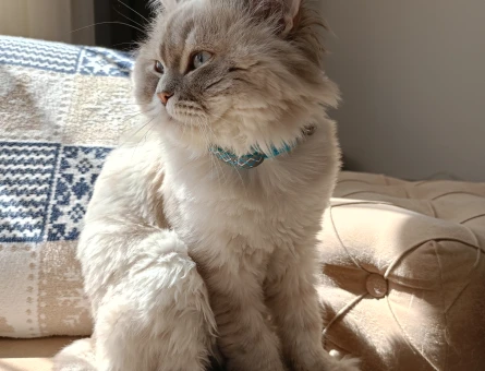 British Shorthair 10 Aylık Eş Arıyor - 118965646