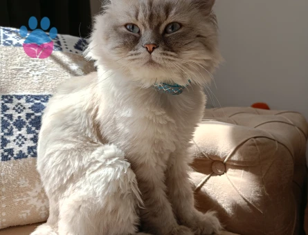 British Shorthair 10 Aylık Eş Arıyor