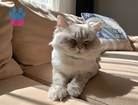 British Shorthair 10 Aylık Eş Arıyor