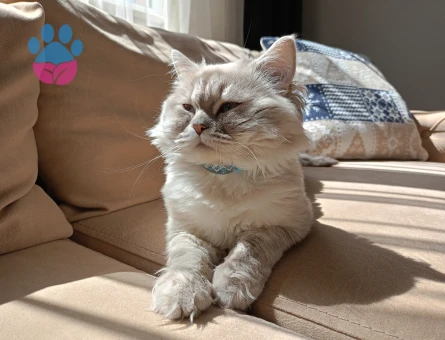 British Shorthair 10 Aylık Eş Arıyor