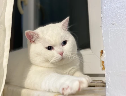 British Shorthair 1 Yaşında Eş Arıyor - 118965673