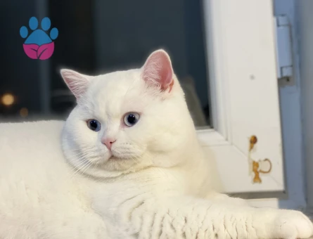 British Shorthair 1 Yaşında Eş Arıyor