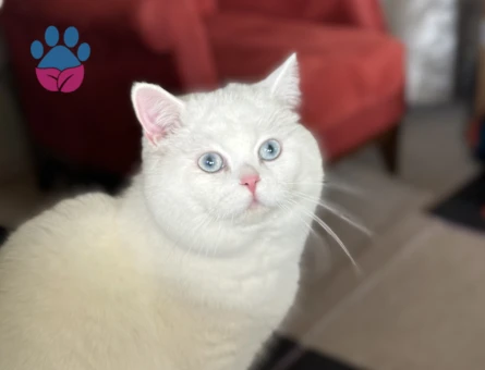 British Shorthair 1 Yaşında Eş Arıyor
