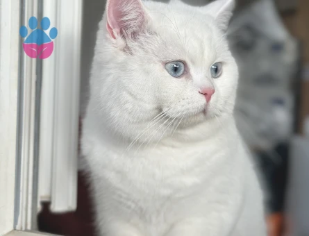 British Shorthair 1 Yaşında Eş Arıyor