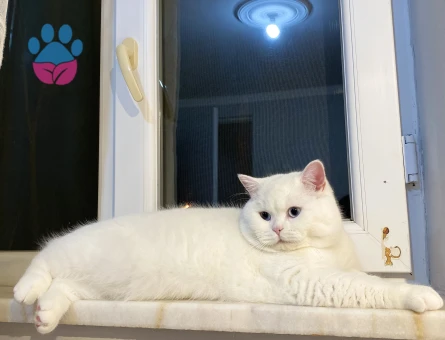 British Shorthair 1 Yaşında Eş Arıyor