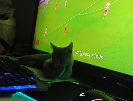 8 Aylık Russian Blue Eş Arıyor - 118965783