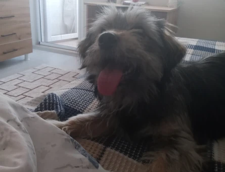Maltese ve Morkie Melezi 3 Yaşında - 118965785