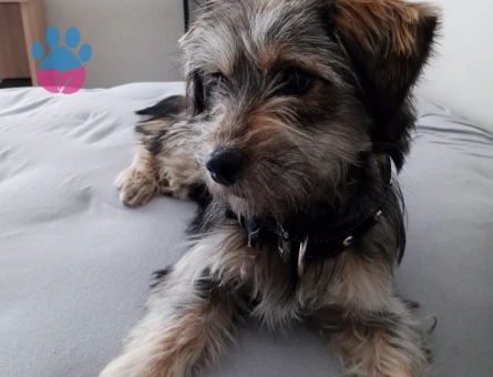 Maltese ve Morkie Melezi 3 Yaşında