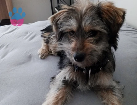 Maltese ve Morkie Melezi 3 Yaşında