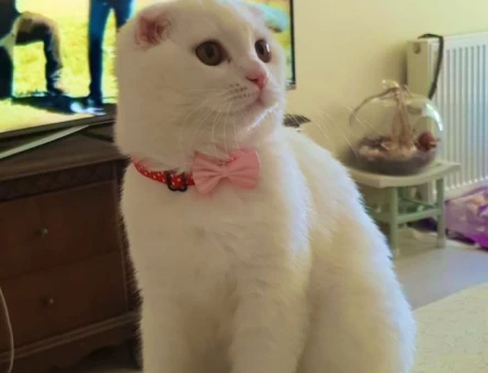 Scottish Fold Uysal Kızıma Eş Arıyorum - 118965812