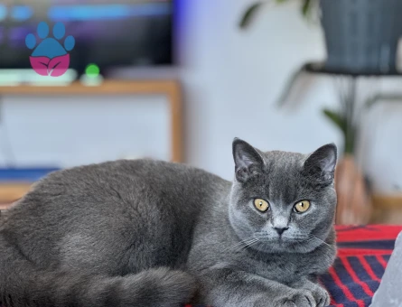 British Shorthair Bihter Eş Arıyor