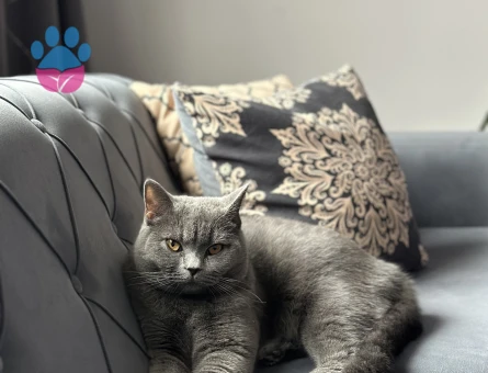 British Shorthair Bihter Eş Arıyor
