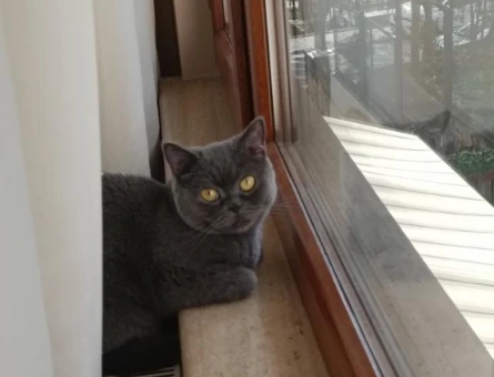 British Shorthair 3 Yaşında Eş Arıyor - 118965815