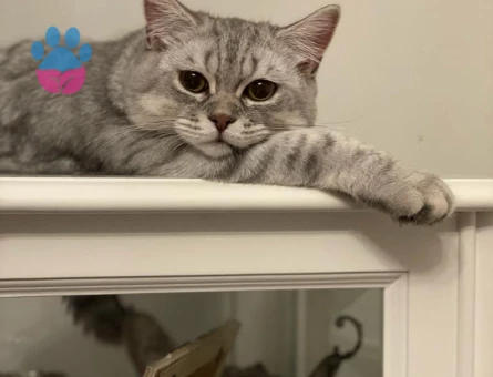 British Shorthair 2 Yaşında Eş Arıyor