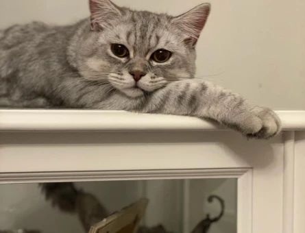 British Shorthair 2 Yaşında Eş Arıyor - 118965816