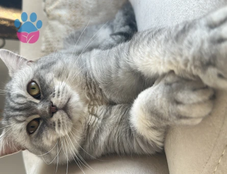British Shorthair 2 Yaşında Eş Arıyor