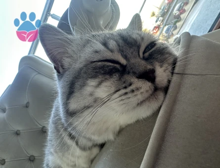 British Shorthair 2 Yaşında Eş Arıyor