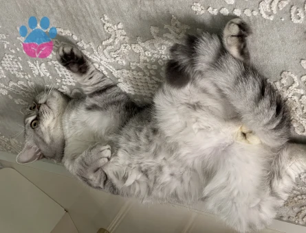 British Shorthair 2 Yaşında Eş Arıyor