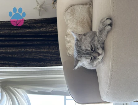 British Shorthair 2 Yaşında Eş Arıyor