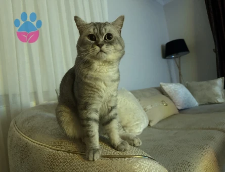 British Shorthair 2 Yaşında Eş Arıyor