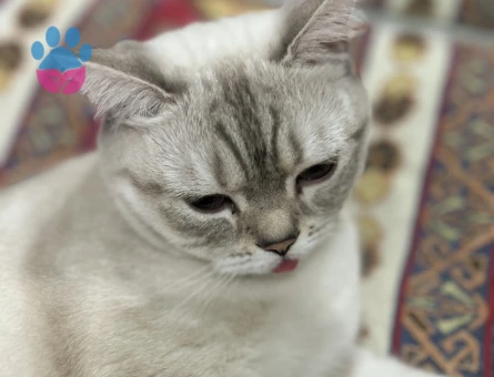 Kızıma eş arıyorum