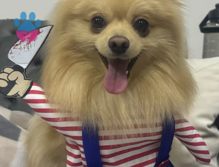 Eş arıyorum oğluma