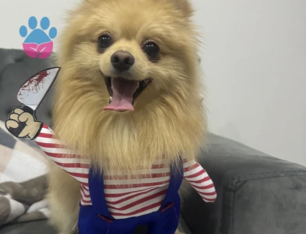 Eş arıyorum oğluma