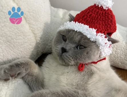 Erkek kedimize gelin arıyoruz 😇